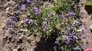 Как вырастить многолетний цветок лаванду из семян