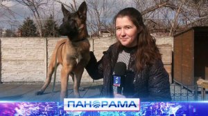 ⚡️Щенки Питер и Пекин: как они готовятся к службе в МВД по ДНР?