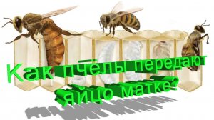 Как пчёлы передают яйцо матке? Объясняет профессор Кашковский