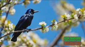 ВЕСЕННЕЕ НАСТРОЕНИЕ