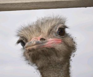 перваЯ трансляция