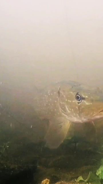 Щука патрулирует малька. / Pike patrols the fry. #shorts