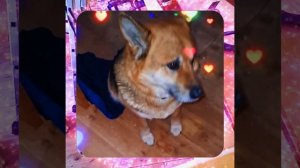 1000049735.mp4 (Собака наблюдает за устройством лестницы на 2-ой этаж в доме А-фрейм)