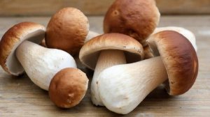 Вот метод, который поможет вам вырастить Белые Грибы на своем Участке (online-video-cutter.com)