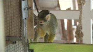 Тюменский центр реабилитации выхаживает экзотических животных