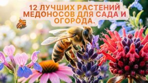 12 лучших растений медоносов для сада и огорода.💐