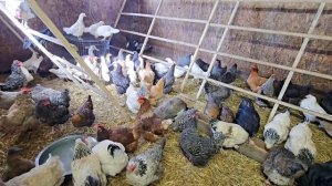 Сельчанка в Америке/ТАКОГО НИКТО НЕ ОЖИДАЛ.