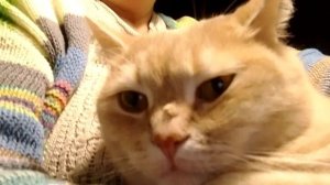 Влог. Сборная солянка.