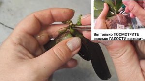 #175 ОрхоVLOG неожиданный поворот. Будем расти заново. Палочку- в баночку