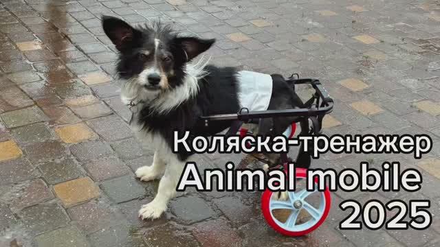 Коляска-тренажер для маленькой собаки