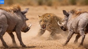 Битва за выживание: Леопард против двух африканских кабанов
