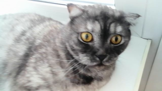 Для фанатов впискаса мой котик