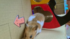 🐹😱СИРЕНА ГОЛОВА Монстр-лабиринт ловит хомяка с помощью робота🐹 в «Истории хомяка»