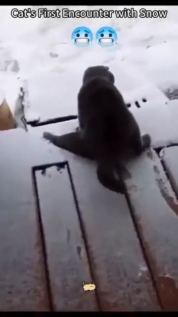 Коты и снег