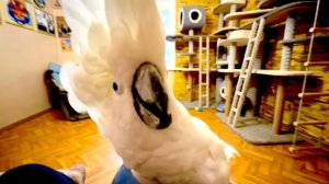 У нас с какаду Кешей теперь МОРЕ ПОЦЕЛУЙЧИКОВ, а всем остальным ПОКА!!!