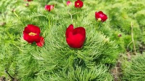 Цветущие дикие пионы