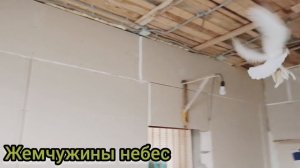 Иранские голуби 🕊️ Тебризы Пар Парли.