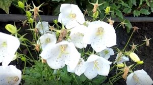 Как вырастить многолетний цветок колокольчик карпатский из семян