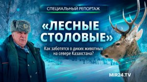«Лесные столовые». Как заботятся о диких животных на севере Казахстана?