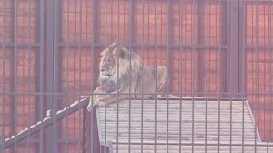 01032026г Днем тепло вечером примораживает Шерханчик ближе к солнышку [get.gt]