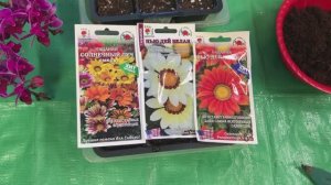 Гацания какой сорт выбрать посев газании