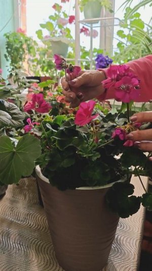 Никогда не делайте так с пеларгонией!!!