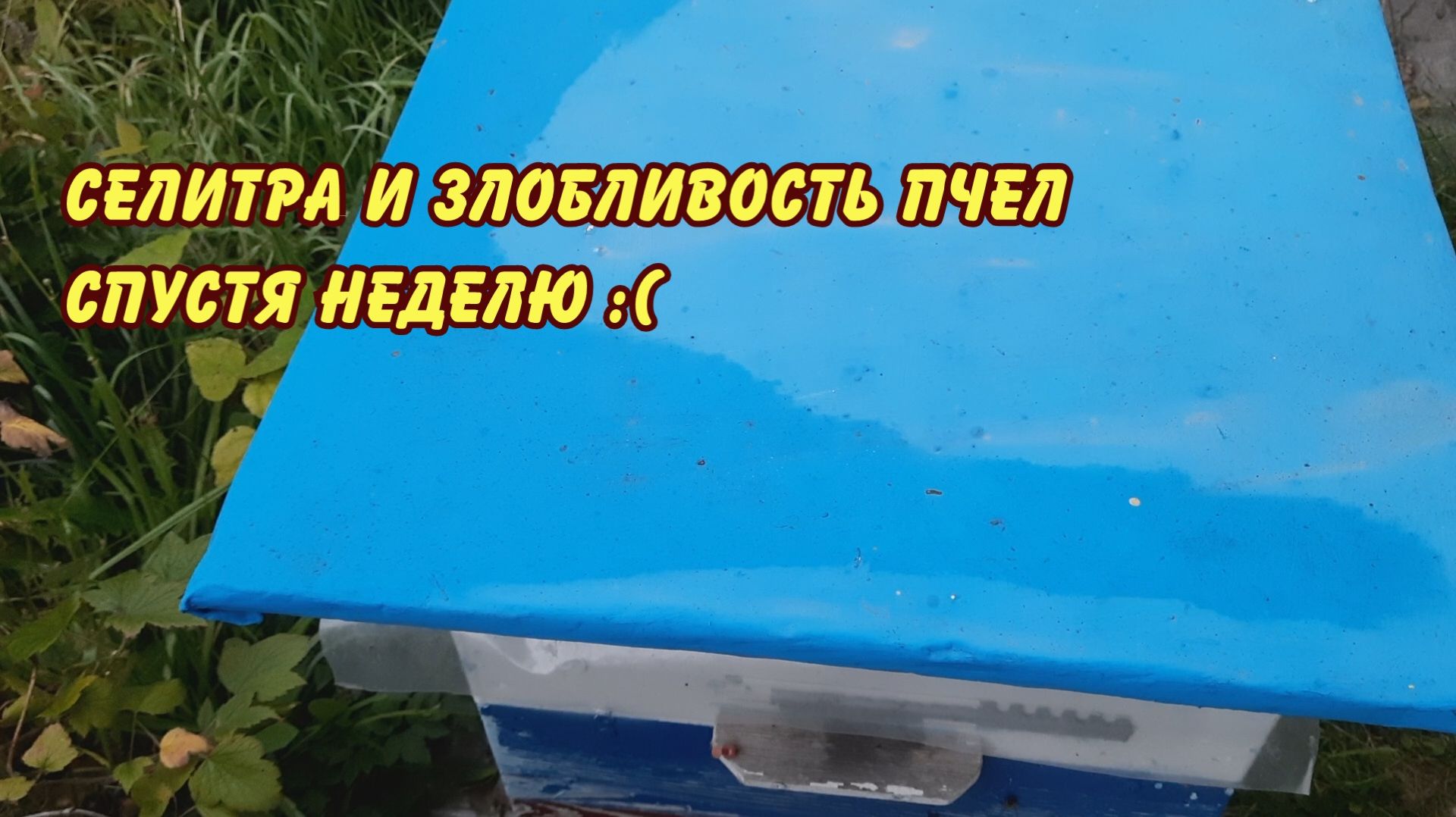 пчеловодство, селитра и злобливость пчел спустя неделю