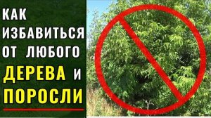 Как быстро и навсегда избавиться от американского клена (любого дерева) и поросли
