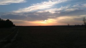 Сосны, природа, свежий воздух.