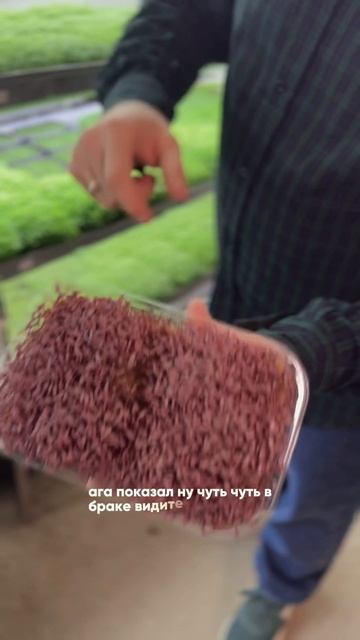 Почему одна зелень растёт лучше другой?  Генетика! Как у людей — у каждой культуры свои «привычки».