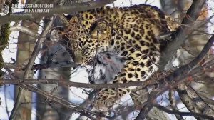 В Сочи подрастают двое котят леопарда, которых выпустят в дикую природу в 2027 году