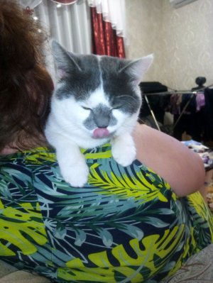 Песни хаски бублика 3🥳