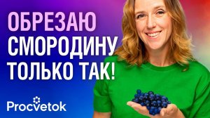 СМОРОДИНА РАЗМЕРОМ С ВИШНЮ ПРИ ТАКОЙ ОБРЕЗКЕ! Как правильно обрезать красную и черную смородину