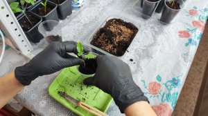 Магнолия из семян. Основные моменты.