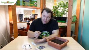 Сеем баклажаны.