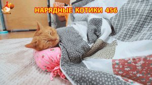 Нарядные Котики расслабляются на солнышке 🌞 🐈🐈🐈 (456)