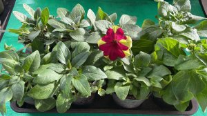 Формируем Ампельную Петунию для пышного кущения.