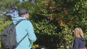 В Сочи набирает популярность флоритуризм