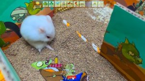 🐹Ловушки для хомяков в лабиринте «Монстр-зомби» 😱из серии «Истории о хомяках», часть 1