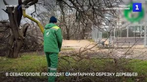 В Севастополе проводят санитарную обрезку деревьев