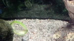 Большой сюрприз. Мальки анцитрусов.