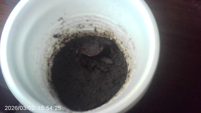 Обзор кабачкового семени, растущего вниз (в корень)