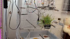 Попугай не хочет вылетать из клетки #попугай #попугайлетает #полетыпопугаев #обучение