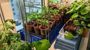 2 марта 26 Обзор Рассады Томаты Перец Цветы