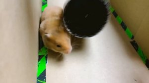 Разыскивается вор. Лабиринт с хомяками, ловушками и полицейскими. Истории о хомяках