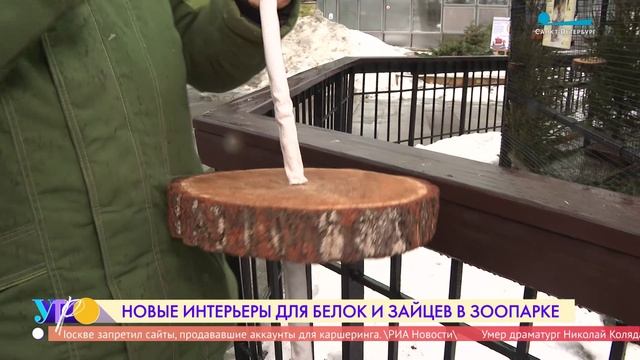 Новые интерьеры для белок и зайцев в Ленинградском зоопарке