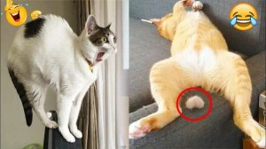 Смешные и забавные животные 😻😺 Лучшие приколы с животными 🐶 Подборка забавных животных