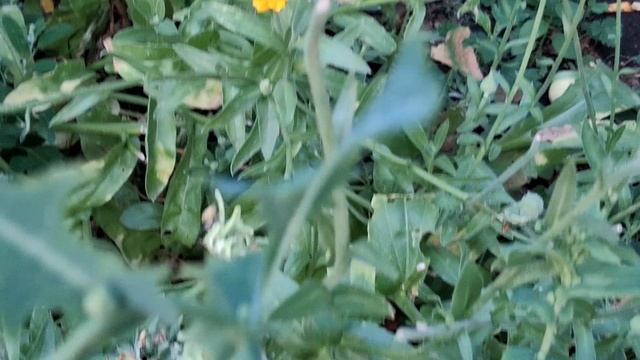 Обзор второго аптекарского огорода. 04.08.