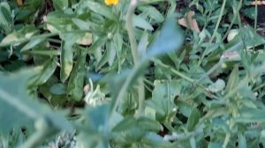 Обзор второго аптекарского огорода. 04.08.