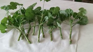 Сделай в марте с Пеларгонией, Геранью